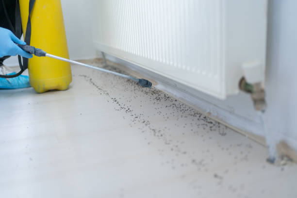 Reliable Linda, CA Pest Control Solutions